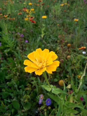 Hanfu Attire Spectacle