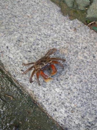 Ancient Rock Carvings