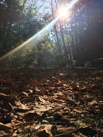 Camosun Bog Boardwalk