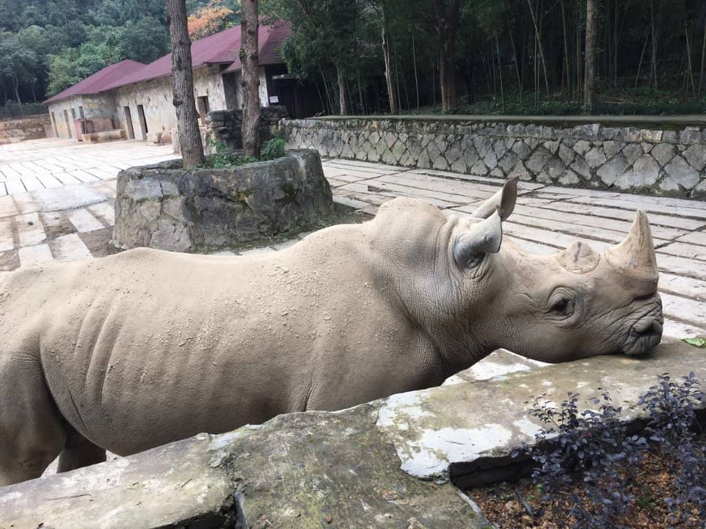 Safari Ride Adventure