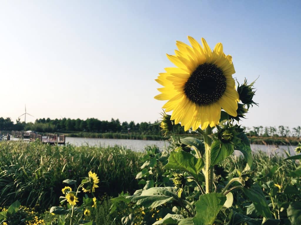Chinese Alligator Sanctuary