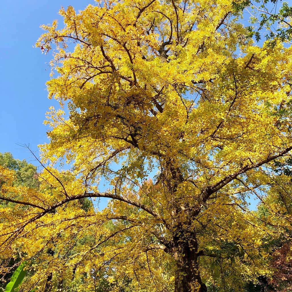 Ancient Red Maple Trees