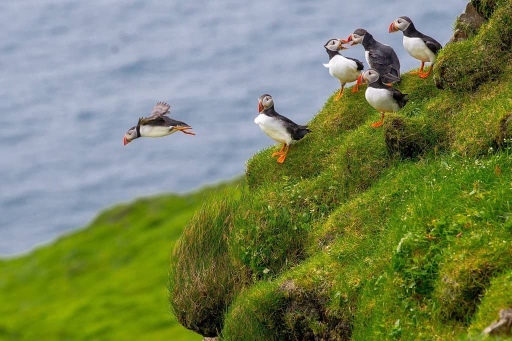 Puffin Colony