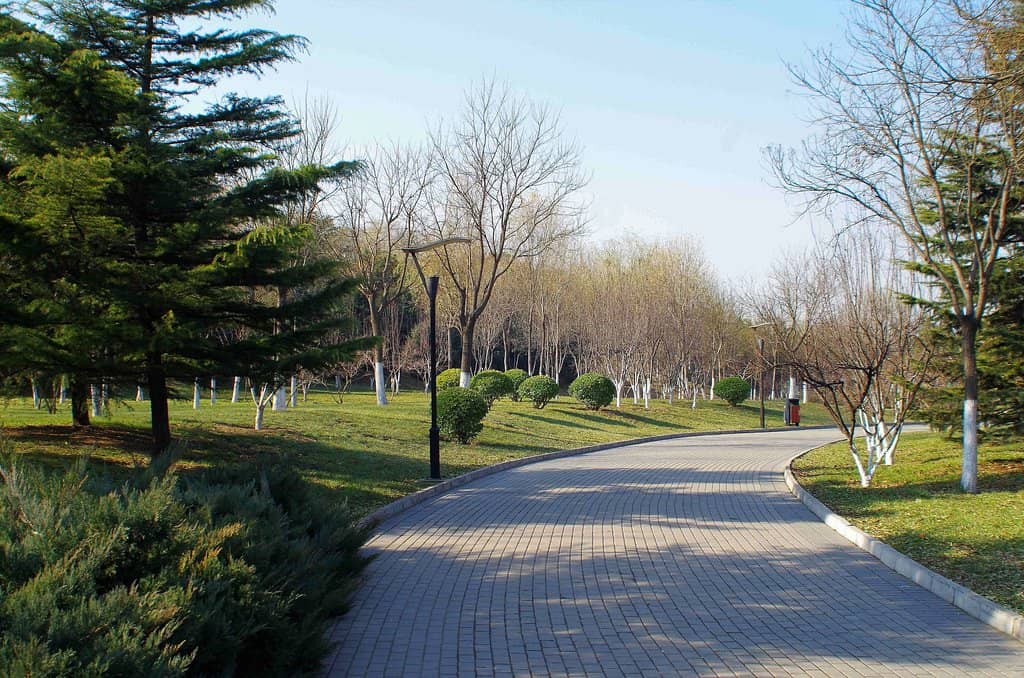 Bamboo Forest Photo Ops