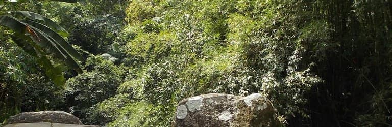 Scenic Rainforest Setting