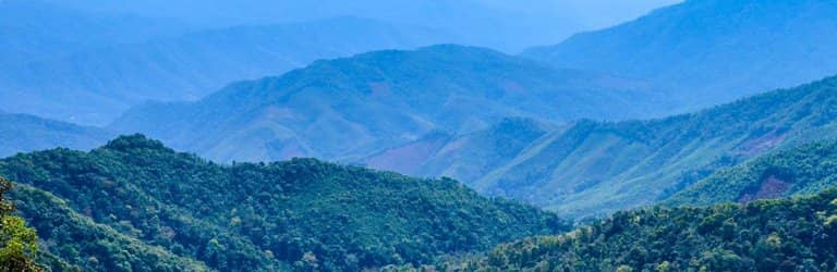 Chompoo Phu Kha Tree