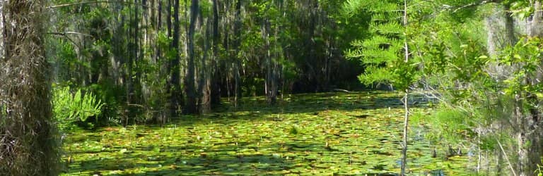 Wood Duck Nesting Boxes