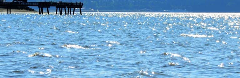 Forested Hiking Trails