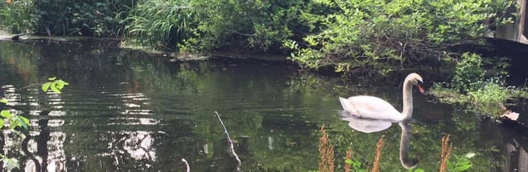 Tranquil Mill Pond Trail