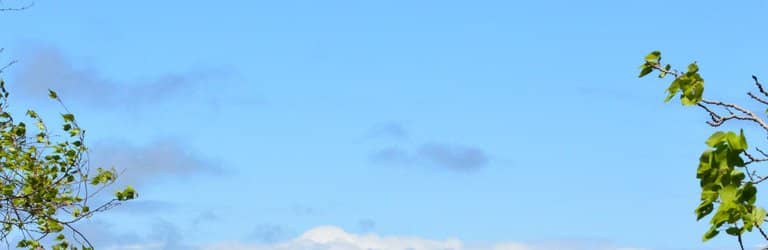 Organ Music Performances