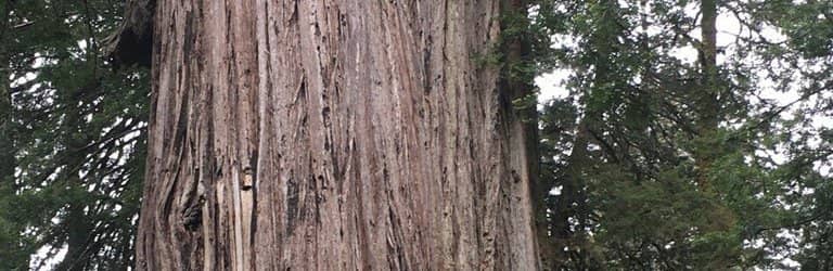 The Big Tree