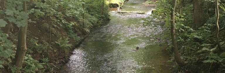 Woodland Nature Walks