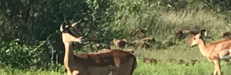 Big 5 Encounters