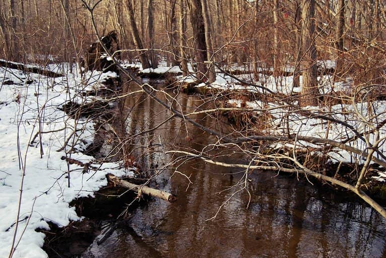 Dense Forest Trails