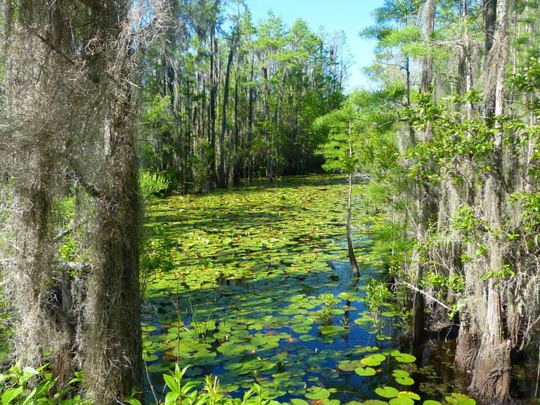Abundant Frog Life