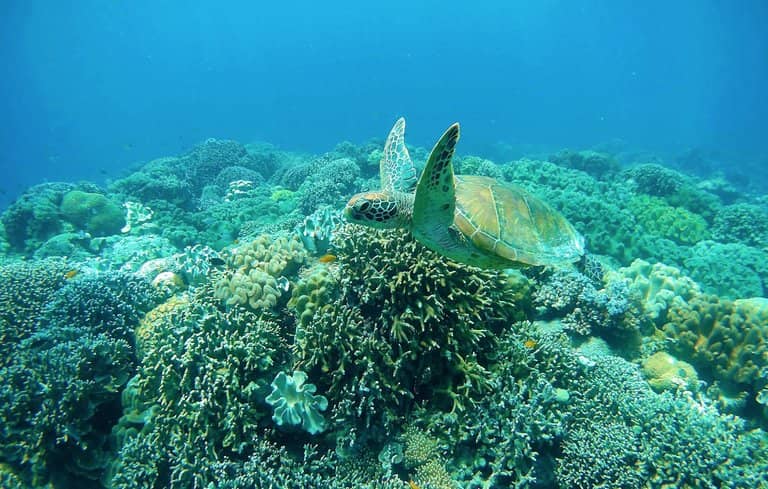 Vibrant Coral Reefs
