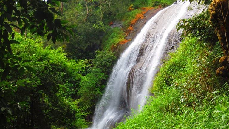 Scenic Drive Through Plantations