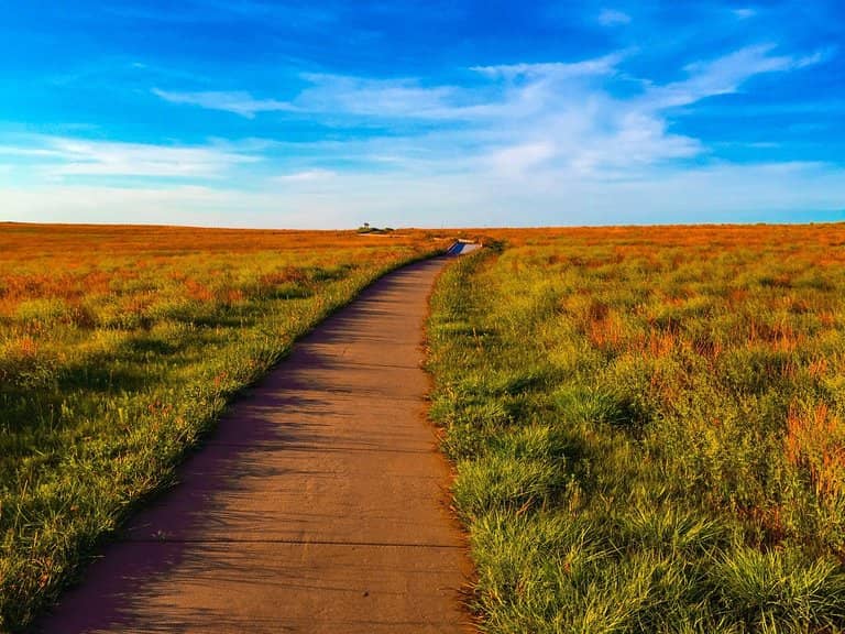 Prairie Wildflowers