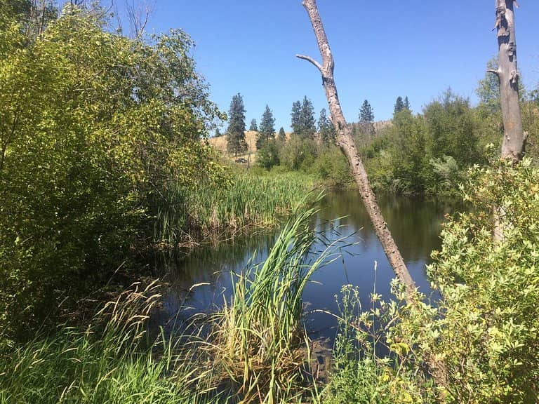 Osprey Sightings