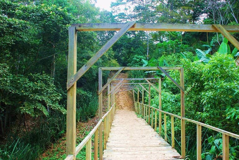 Jungle Trail