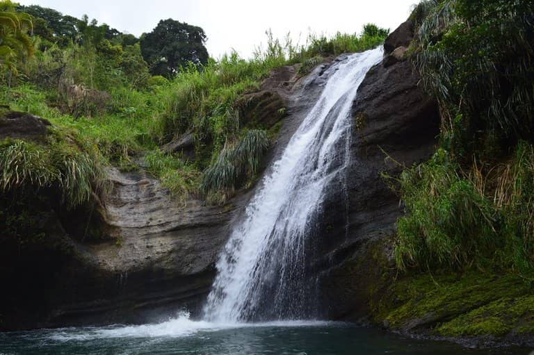 Lush Rainforest Surroundings