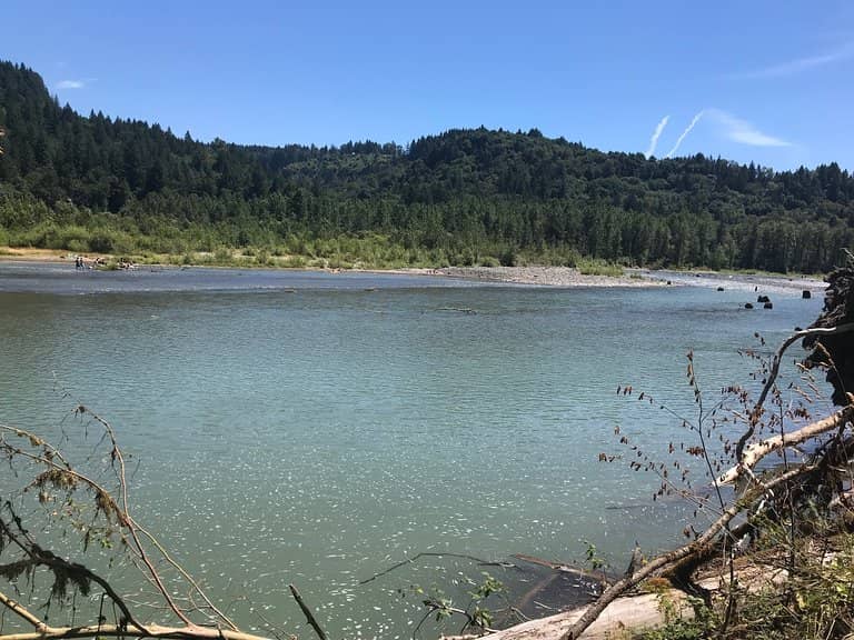 Old-Growth Forest Trails