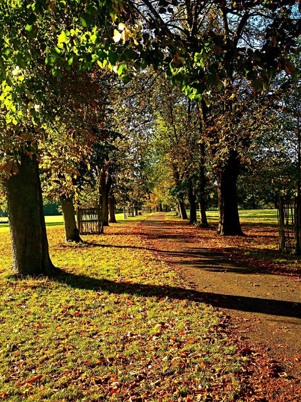 Natural Playground