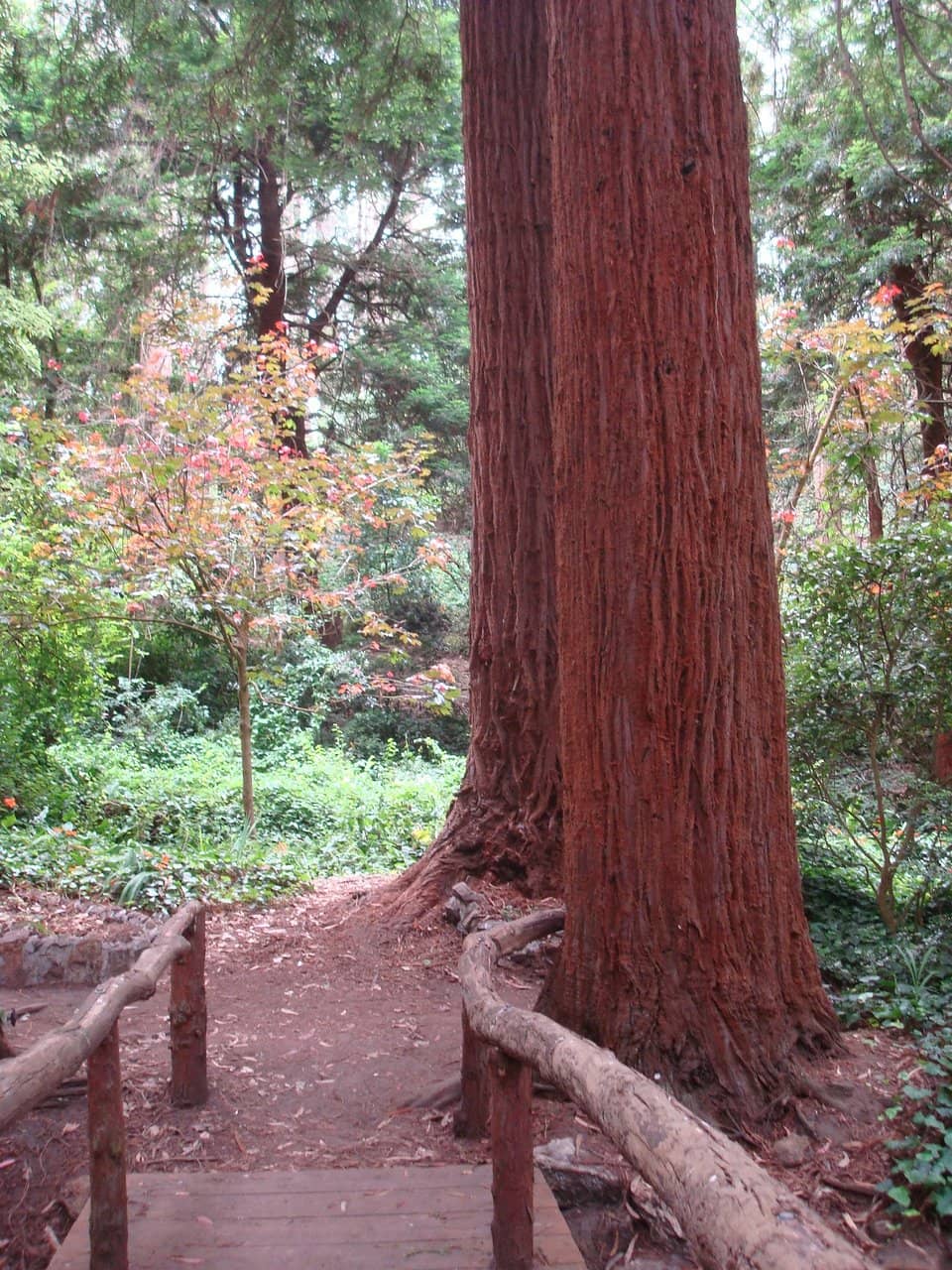 Elena's Mexican Restaurant