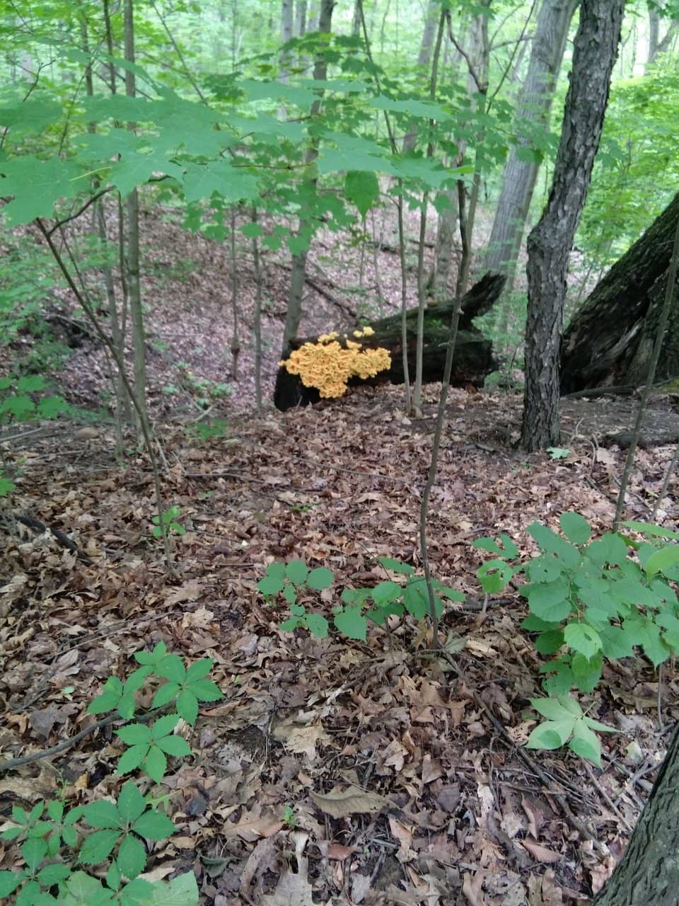 Ohio & Erie Canal Remnants
