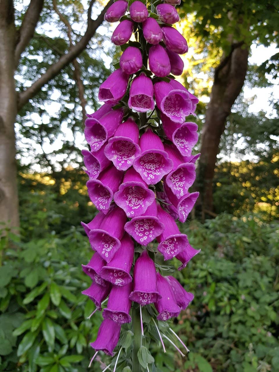 Vertical photo
