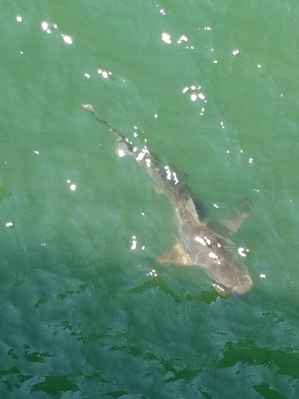 Garden City Pier (2026) – Best of TikTok, Instagram \u0026 Reddit Travel Guide, image size:960x1280