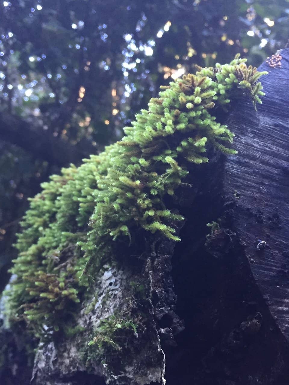 SanParks Harkerville Forest