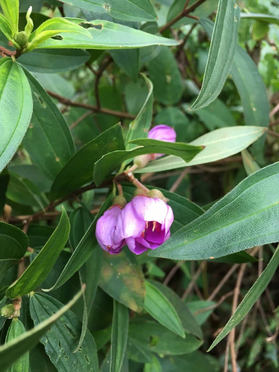 Bukit Sapu Tangan Peak