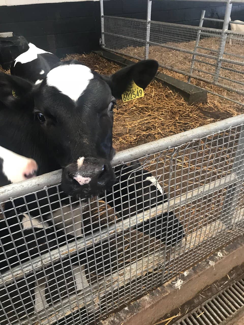 Animal Talks and Encounters