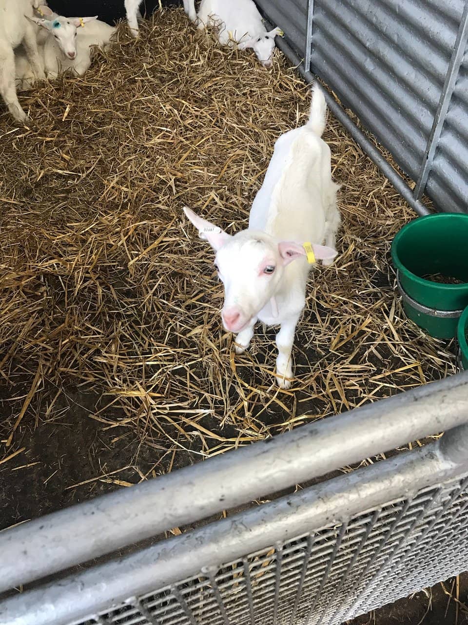 Tractor and Trailer Ride