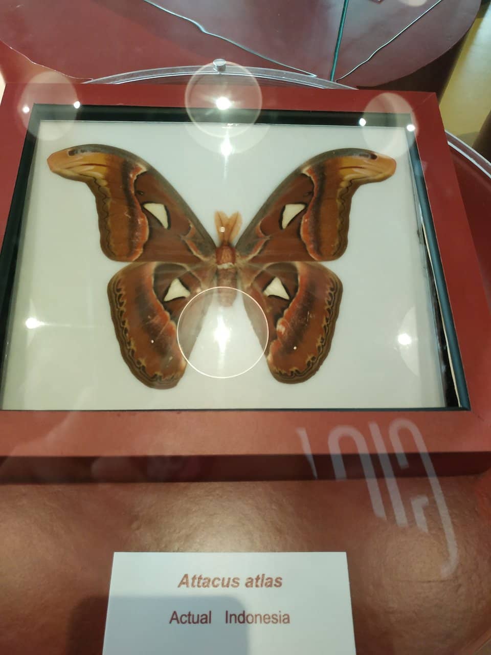 Titania's Fossil Site