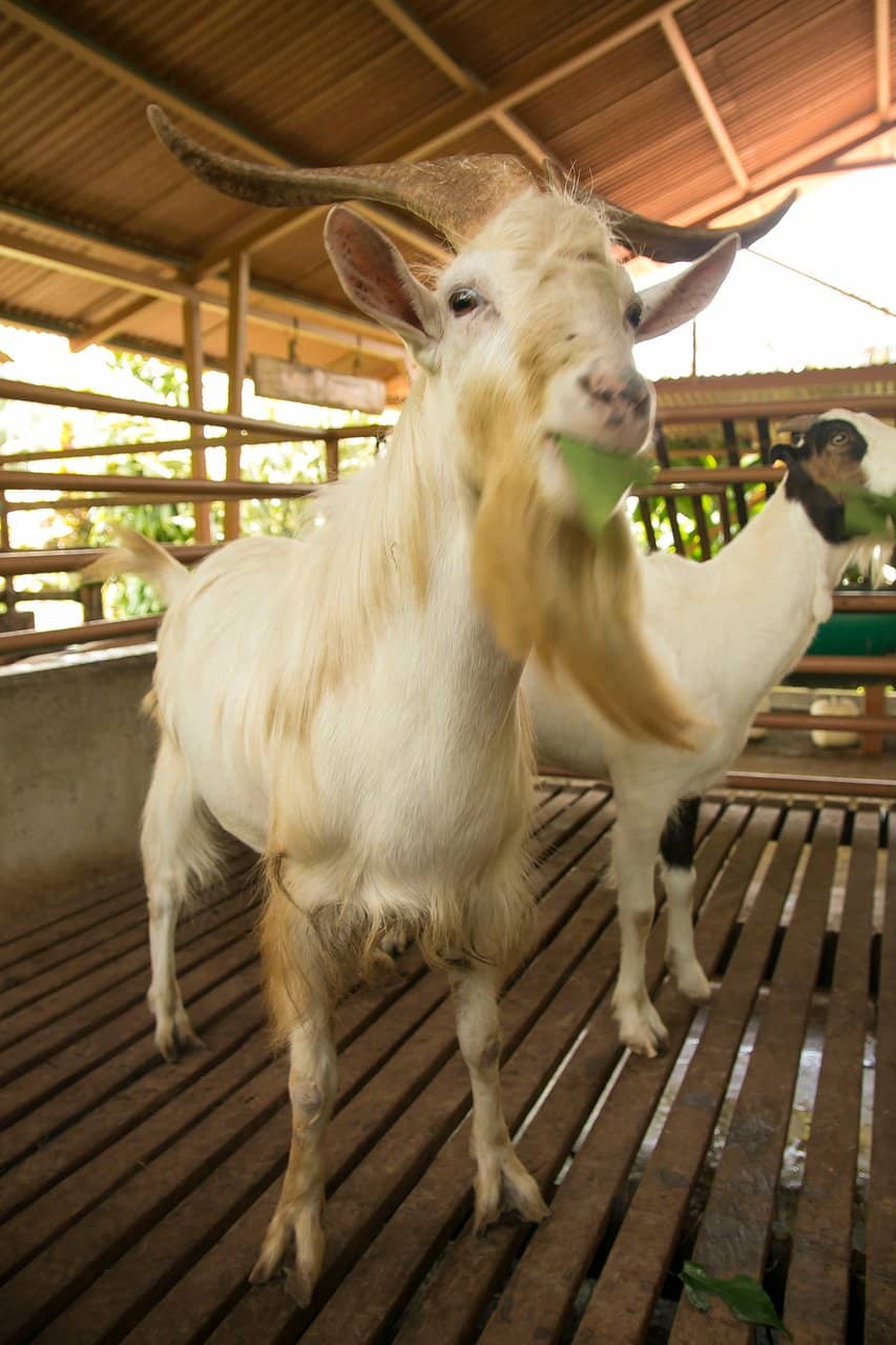 Farm Tour & Cultural Immersion