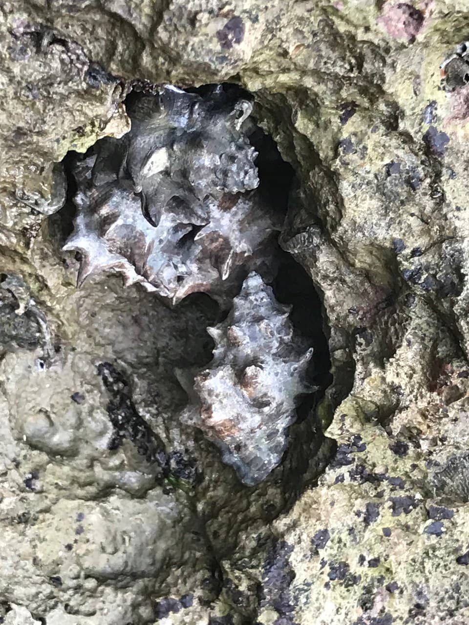 Shipwrecked Island Feel