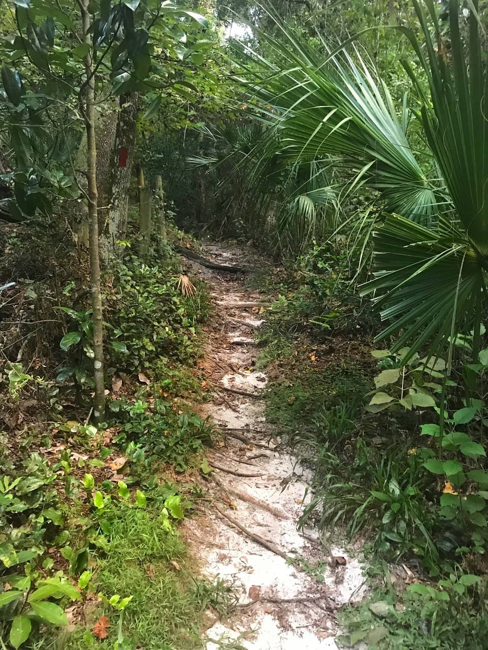 Gopher Tortoise Sightings
