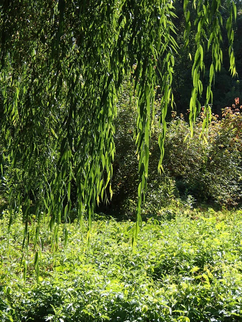 Jogging & Cycling Paths