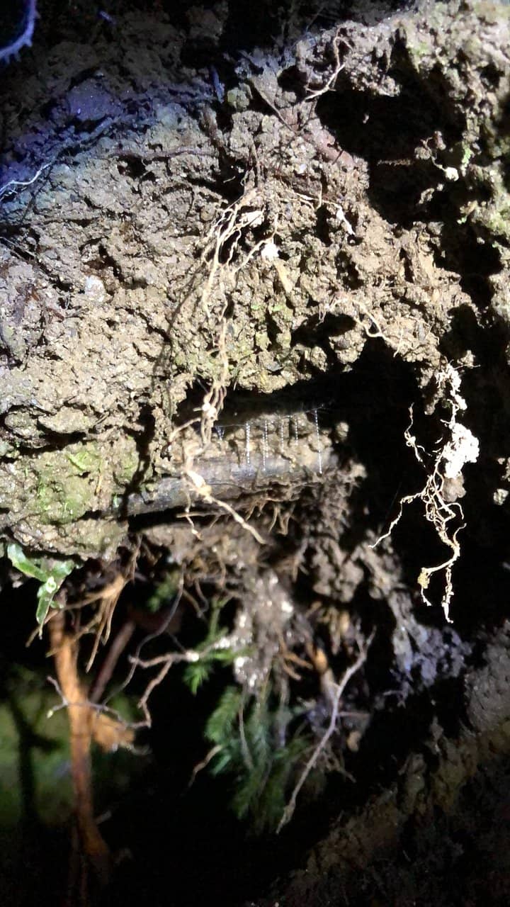 Rainforest Immersion