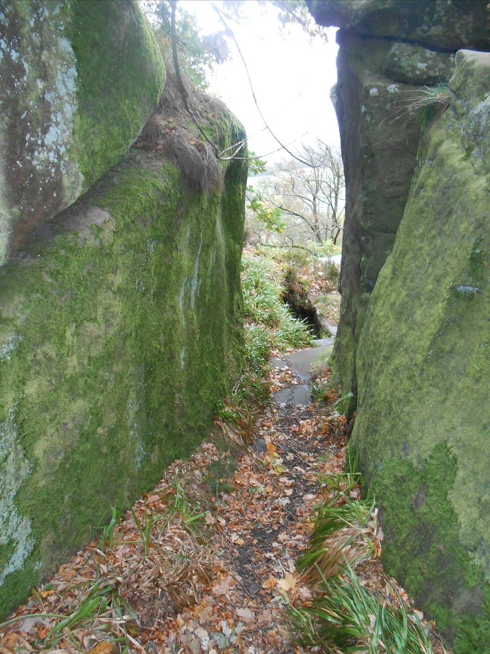 Reclaimed Quarry Woodlands