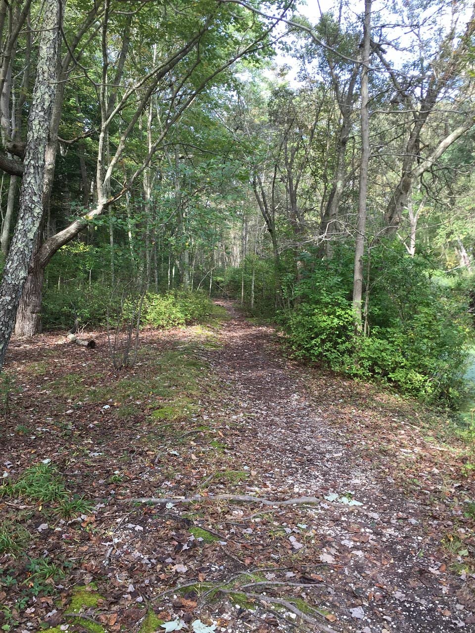 Nissequogue River Fly Fishing