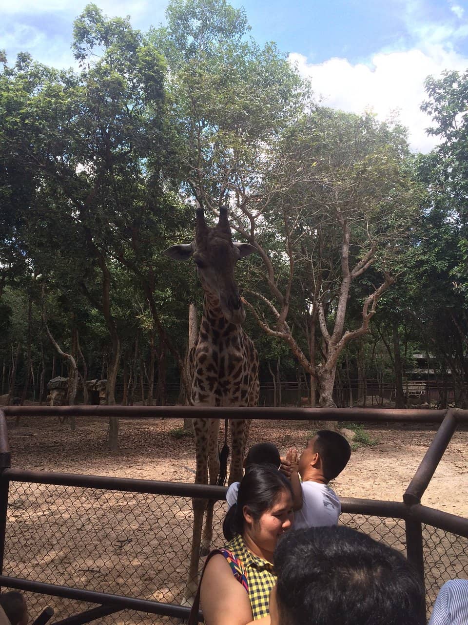 Tiger Show Spectacle