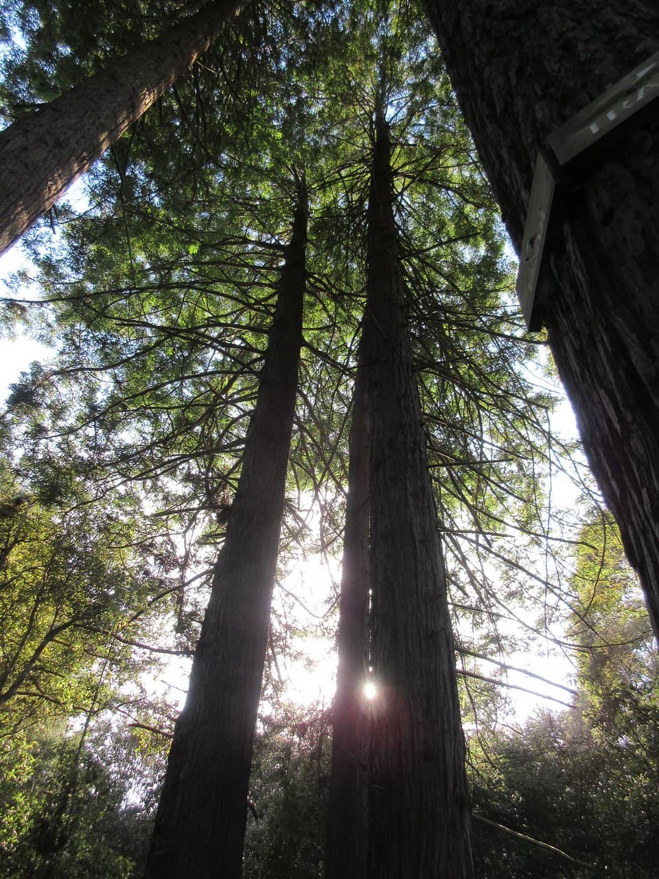 Wooded Walking Trails