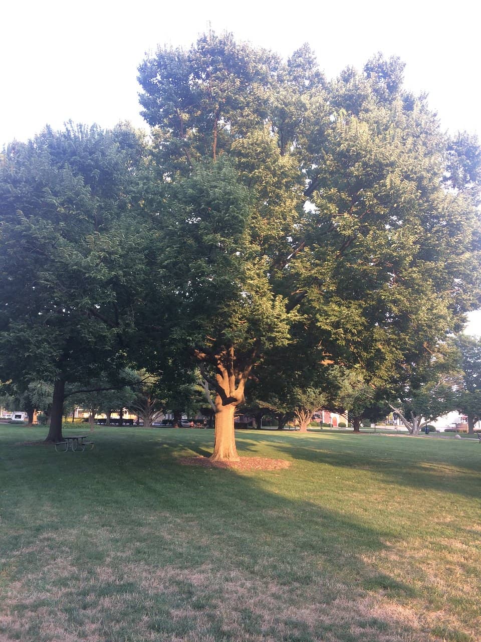 Vertical photo