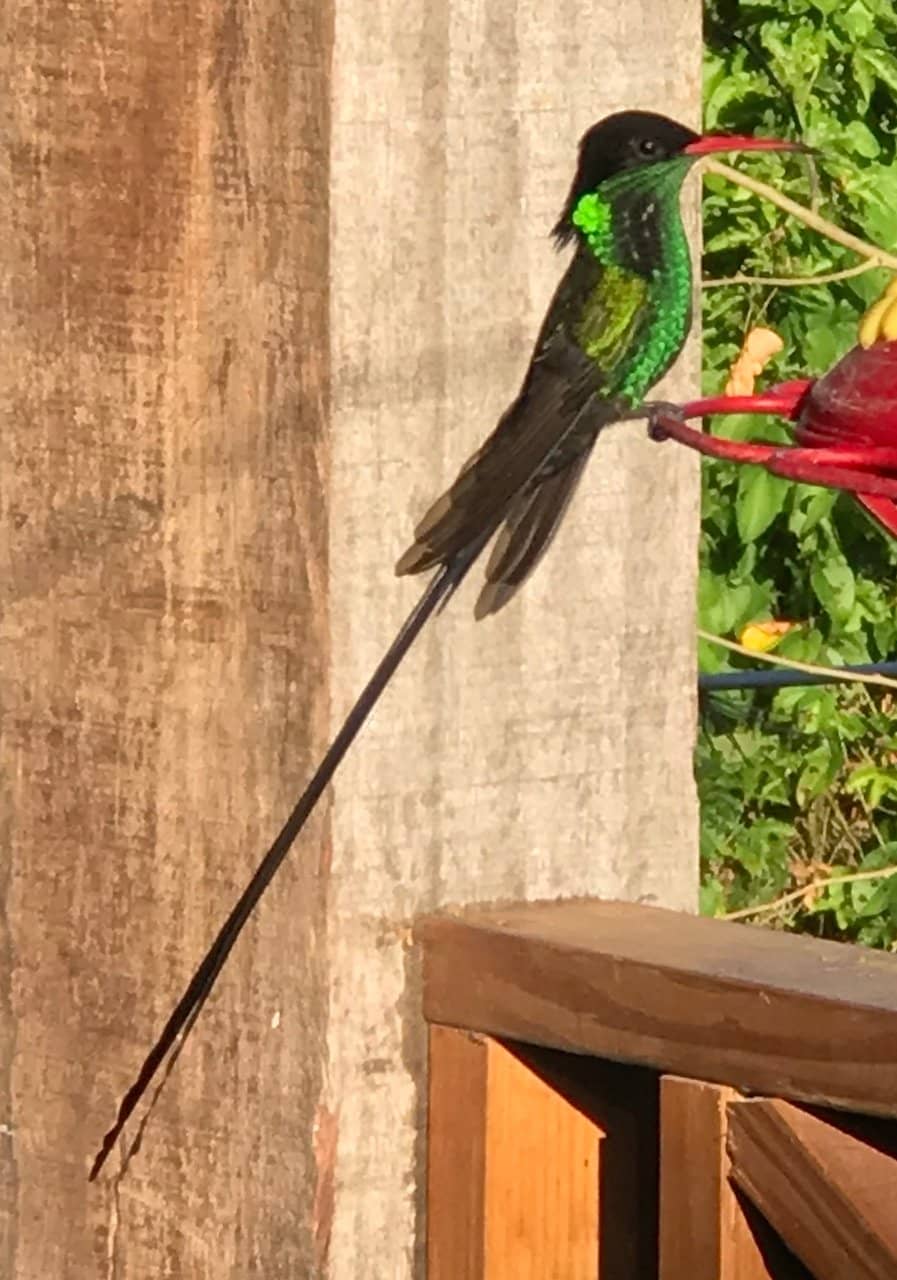 Doctor Bird Encounter