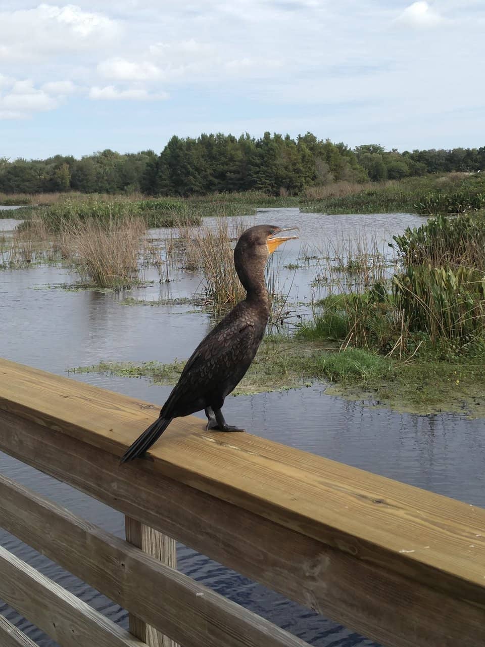 Nature Center Exhibits