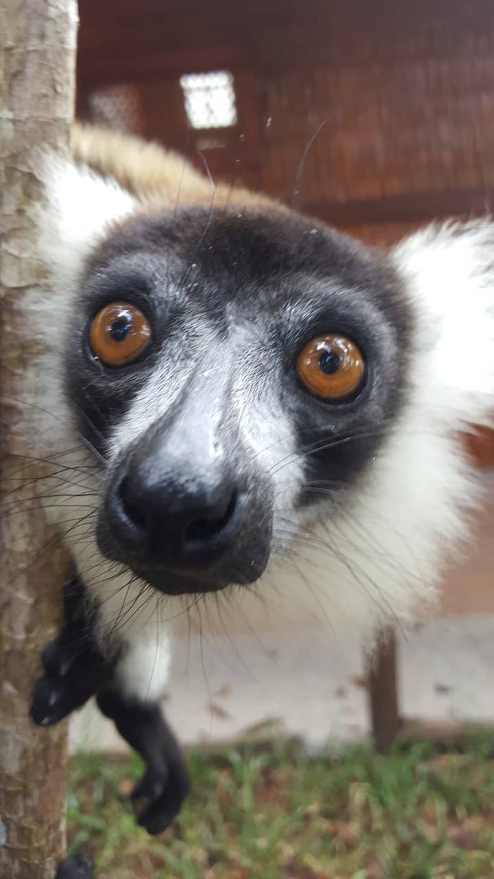 Lemur Encounters on Lemur Island