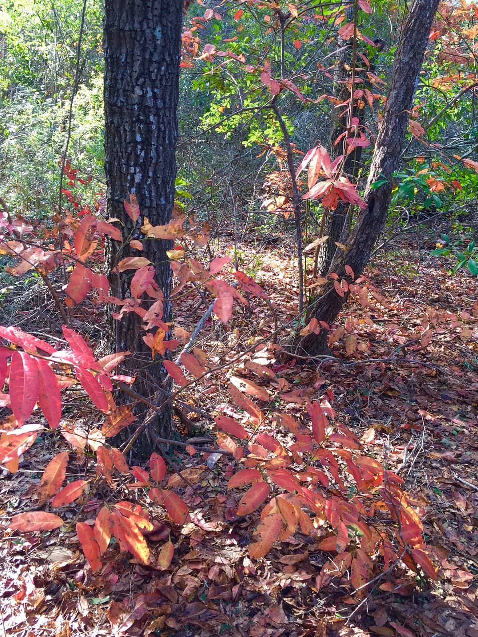 Deep, Challenging Bunkers